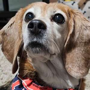 Cinnamon Beagle